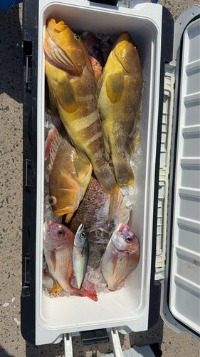 タイの釣果