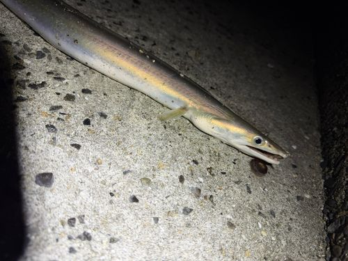 ハモの釣果