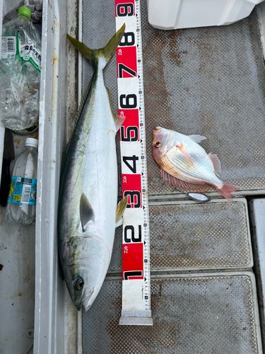 ブリの釣果