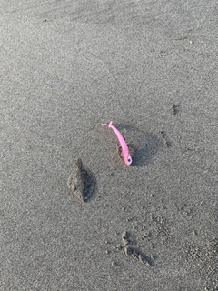 ソゲの釣果