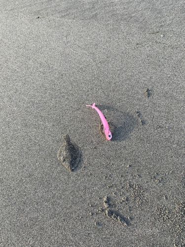 ソゲの釣果