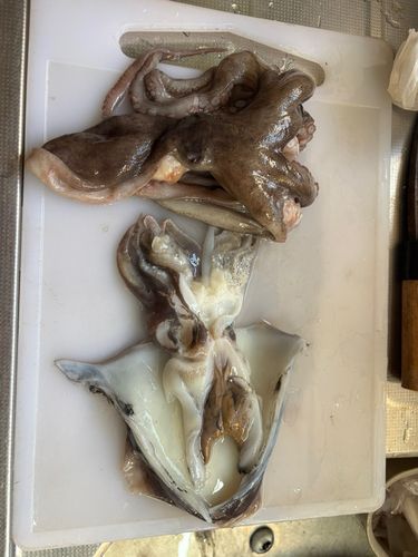 コウイカの釣果