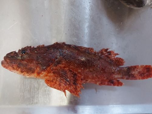 オニカサゴの釣果
