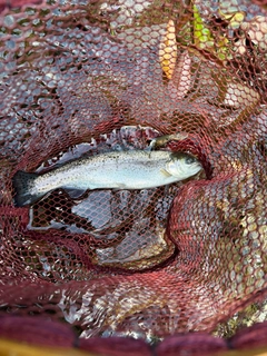 ニジマスの釣果