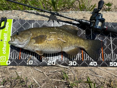 スモールマウスバスの釣果