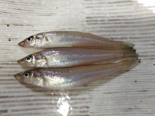 キスの釣果