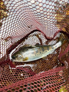 ヤマメの釣果