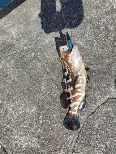 クエの釣果