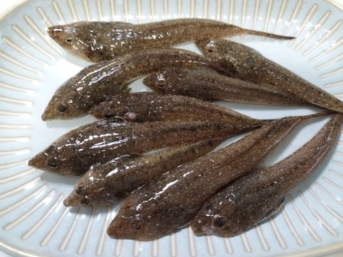 コチの釣果
