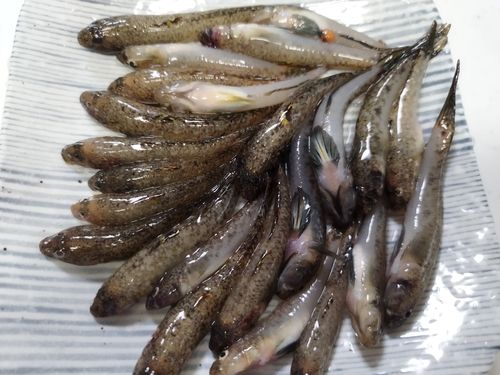 ハゼの釣果