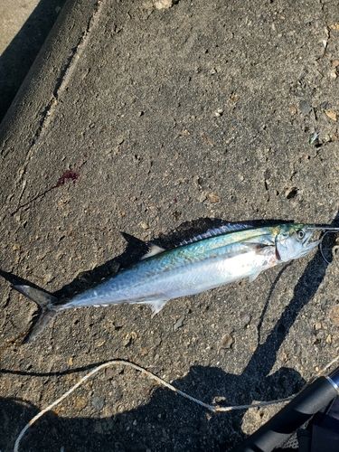 サゴシの釣果