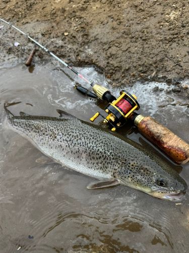 イトウの釣果