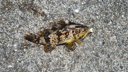 タケノコメバルの釣果