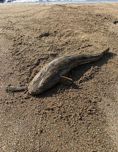 マゴチの釣果