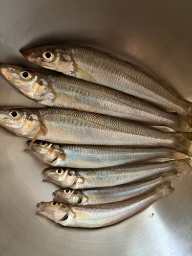 キスの釣果