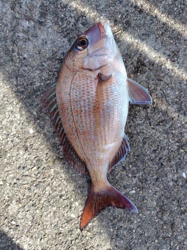 チャリコの釣果