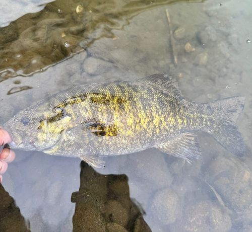 スモールマウスバスの釣果