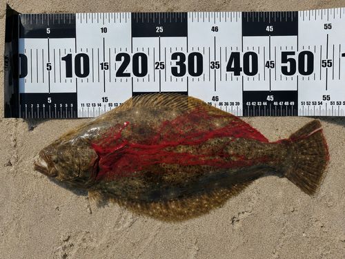 ヒラメの釣果