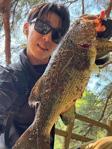 ブラックバスの釣果