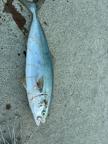 ワラサの釣果