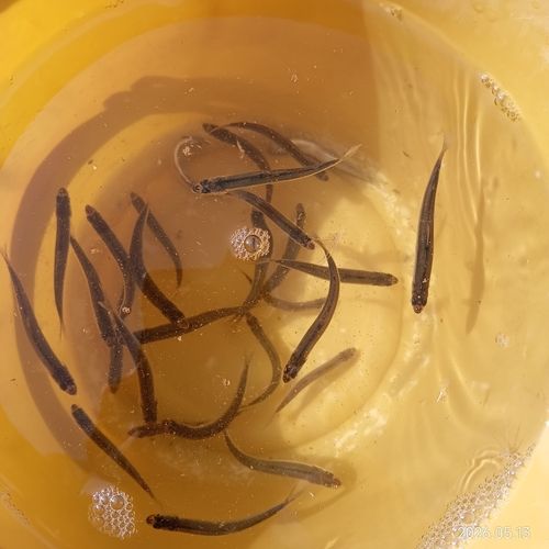 アユの釣果