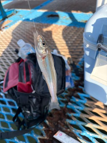 キスの釣果
