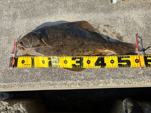 イシガレイの釣果