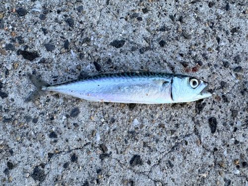 ゴマサバの釣果