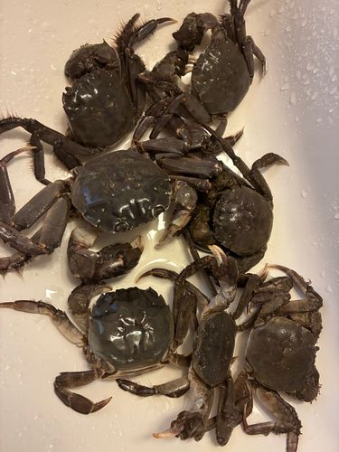 モクズガニの釣果