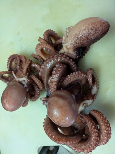 タコの釣果