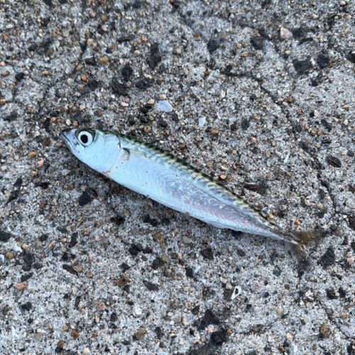 マサバの釣果