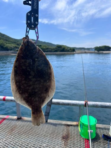 カレイの釣果