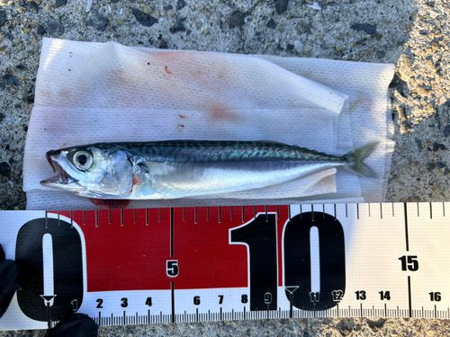 マサバの釣果