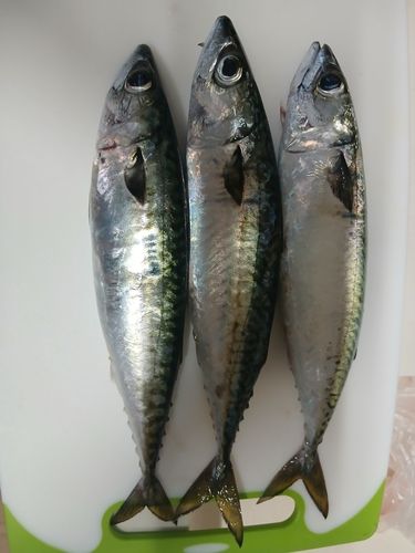 サバの釣果