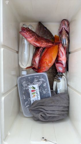 オオモンハタの釣果