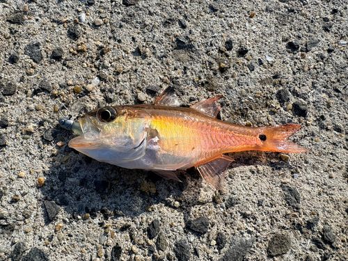 ネンブツダイの釣果