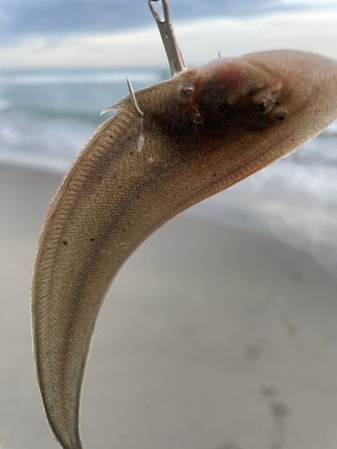 シタビラメの釣果