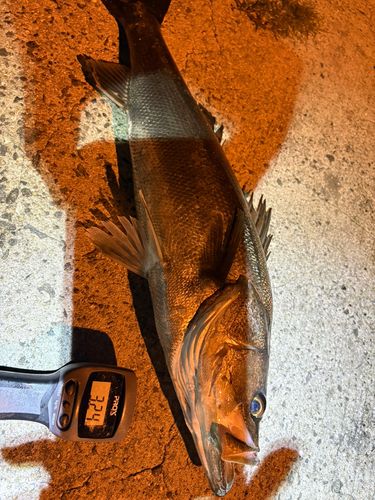 スズキの釣果