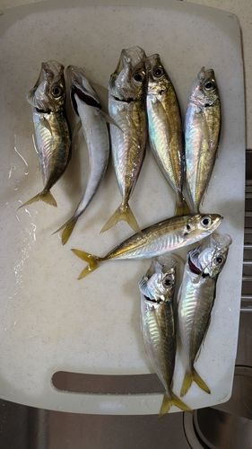 アジの釣果