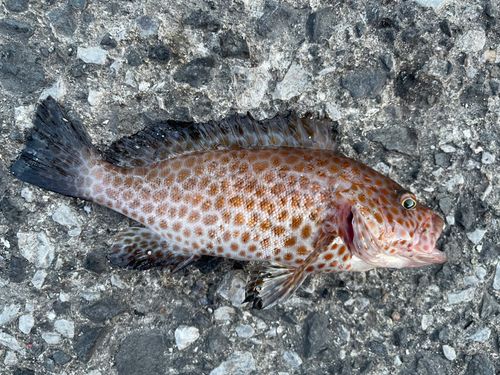 オオモンハタの釣果