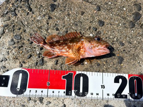カサゴの釣果