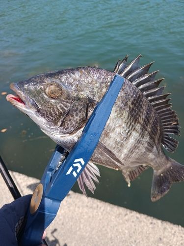クロダイの釣果