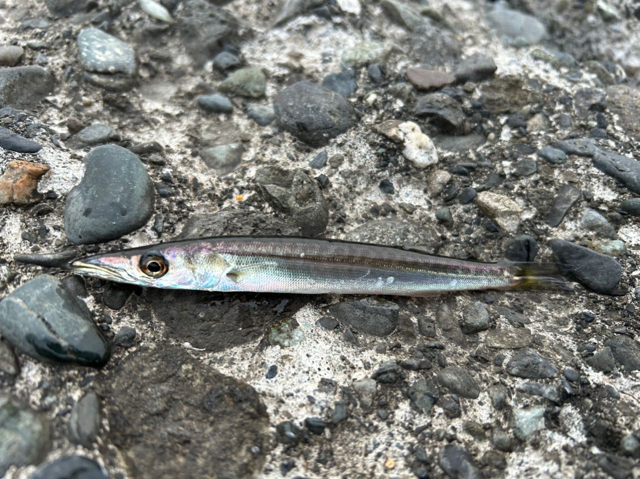 AbuGarcia クロスフィールド XRFS-642ULの最安値・インプレ・釣果