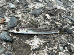カマスの釣果