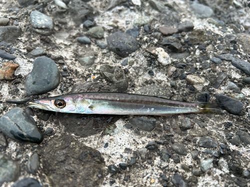 カマスの釣果