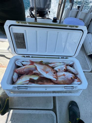 釣果