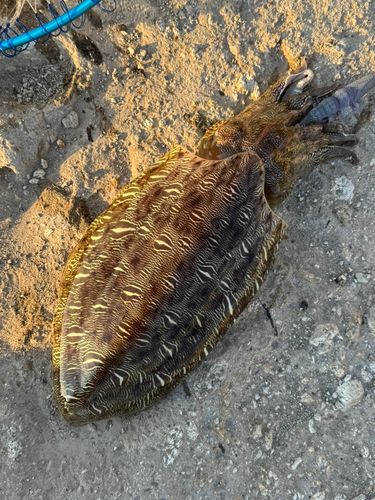 モンゴウイカの釣果