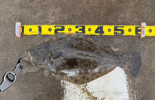 ヒラメの釣果