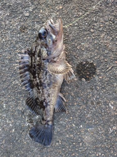 クロソイの釣果