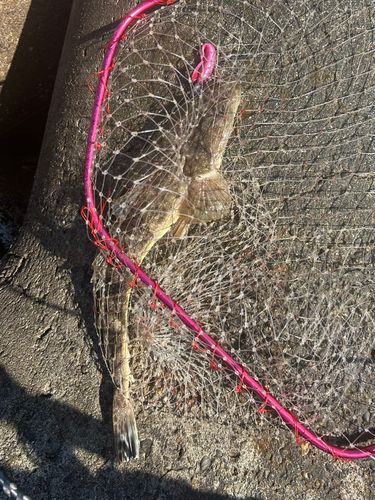 マゴチの釣果